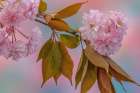 USA, Washington State, Seabeck. Flowering Japanese cherry tree branch. Art Print